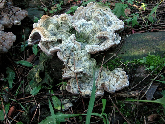 598 Febbraio vecchio ritrovamento